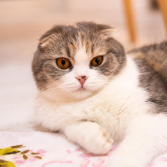 めぐ